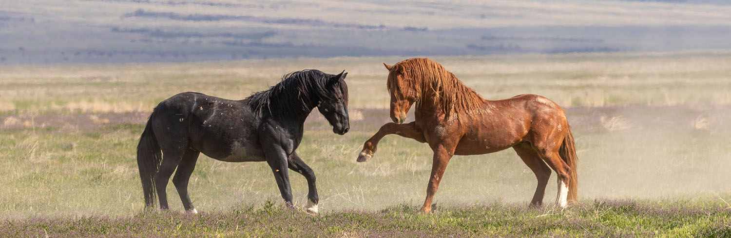 one black and one brown horse stomp and dance around eachother on the rural plains of Colorado